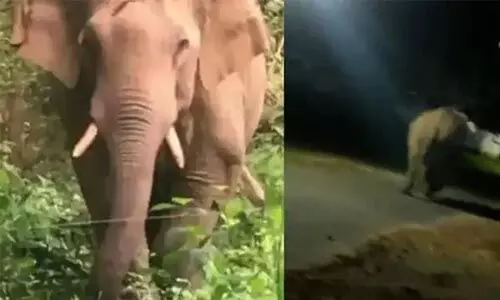 പാലക്കാട് ധോണിയില്‍ വീണ്ടും കാട്ടാനയിറങ്ങി