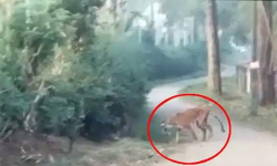 വയനാട്ടിലെ ജനവാസ കേന്ദ്രത്തില് കടുവയിറങ്ങി വയനാട്ടിലെ ജനവാസ കേന്ദ്രത്തില് കടുവയിറങ്ങി