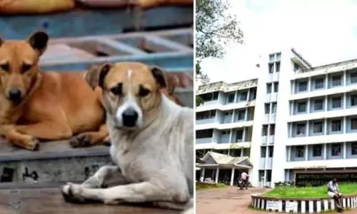 കോട്ടയം മെഡിക്കല് കോളജില് തെരുവ് നായയുടെ ആക്രമണം; മൂന്നുപേര്ക്ക് പരിക്ക് കോട്ടയം മെഡിക്കല് കോളജില് തെരുവ് നായയുടെ ആക്രമണം; മൂന്നുപേര്ക്ക് പരിക്ക്