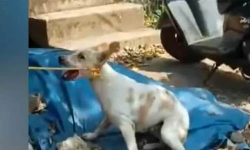 തൃശൂരില്‍ മൂന്ന് പേരെ കടിച്ച നായയ്ക്ക് പേ വിഷബാധ