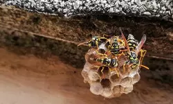 തൃശൂരില്‍ 40ലധികം വിദ്യാര്‍ഥിനികള്‍ക്ക് കടന്നല്‍ കുത്തേറ്റു