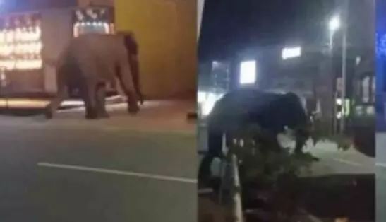 കാട്ടാനയെ തുരത്താനായില്ല; മയക്കുവെടിയ്ക്കു അനുമതി തേടിയേക്കും കാട്ടാനയെ തുരത്താനായില്ല; മയക്കുവെടിയ്ക്കു അനുമതി തേടിയേക്കും