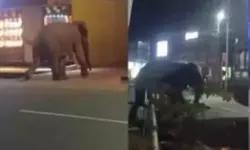 കാട്ടാനയെ തുരത്താനായില്ല; മയക്കുവെടിയ്ക്കു അനുമതി തേടിയേക്കും കാട്ടാനയെ തുരത്താനായില്ല; മയക്കുവെടിയ്ക്കു അനുമതി തേടിയേക്കും