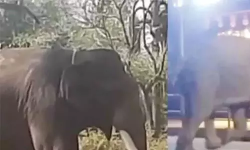 വയനാട്ടിലെ ആളെക്കൊല്ലി കാട്ടാനയെ മയക്കുവെടിവച്ച് പിടികൂടി വയനാട്ടിലെ ആളെക്കൊല്ലി കാട്ടാനയെ മയക്കുവെടിവച്ച് പിടികൂടി