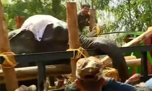 വയനാട്ടില്‍ മയക്കുവെടിവച്ച് പിടികൂടിയ കാട്ടാന വെറ്ററിനറി സര്‍ജനെ ആക്രമിച്ചു