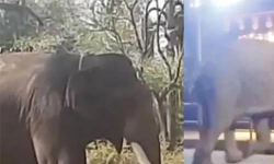 വയനാട്ടിലെ ആളെക്കൊല്ലി കാട്ടാനയെ മയക്കുവെടിവച്ച് പിടികൂടി