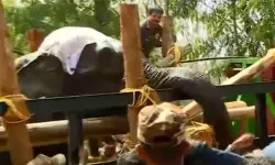 വയനാട്ടില്‍ മയക്കുവെടിവച്ച് പിടികൂടിയ കാട്ടാന വെറ്ററിനറി സര്‍ജനെ ആക്രമിച്ചു