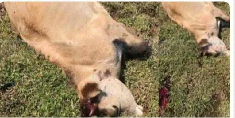 വയനാട് പിലാക്കാവിലും കടുവയെന്ന് നാട്ടുകാർ; പശുക്കിടാവിനെ കൊന്നു വയനാട് പിലാക്കാവിലും കടുവയെന്ന് നാട്ടുകാർ; പശുക്കിടാവിനെ കൊന്നു