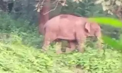 പാലക്കാട് ഭീതി വിതയ്ക്കുന്ന പിടി 7 വീണ്ടും ജനവാസ മേഖലയില്; കാടുകയറ്റി പാലക്കാട് ഭീതി വിതയ്ക്കുന്ന പിടി 7 വീണ്ടും ജനവാസ മേഖലയില്; കാടുകയറ്റി