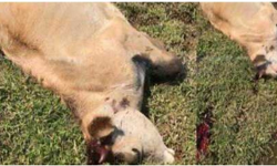 വയനാട് പിലാക്കാവിലും കടുവയെന്ന് നാട്ടുകാർ; പശുക്കിടാവിനെ കൊന്നു