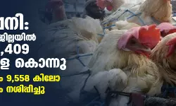 പക്ഷിപ്പനി: കോഴിക്കോട് ജില്ലയിൽ ഇന്നലെ 8,409 പക്ഷികളെ കൊന്നു; 30,395 മുട്ടയും 9,558 കിലോ കോഴി തീറ്റയും നശിപ്പിച്ചു