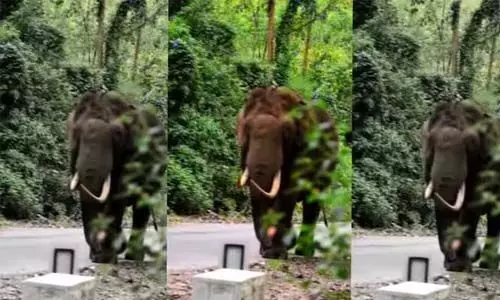 പടയപ്പയെ പ്രകോപിപ്പിച്ചു; ജീപ്പ് ഡ്രൈവര്ക്കെതിരേ കേസെടുത്തു പടയപ്പയെ പ്രകോപിപ്പിച്ചു; ജീപ്പ് ഡ്രൈവര്ക്കെതിരേ കേസെടുത്തു