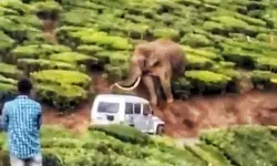 പടയപ്പയെ പ്രകോപിപ്പിച്ച സംഭവം; ജീപ്പ് വനം വകുപ്പ് കസ്റ്റഡിയിലെടുത്തു