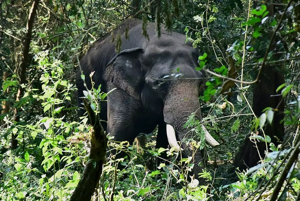 കൊമ്പൻ പി ടി സെവനെ മയക്കുവെടിവെച്ചു