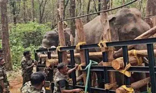 ദൗത്യം വിജയം; ധോണി മേഖലയെ വിറപ്പിച്ച പിടി സെവന്‍ കൂട്ടില്‍