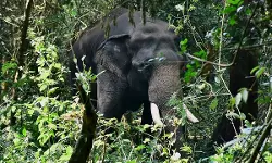 കൊമ്പൻ പി ടി സെവനെ മയക്കുവെടിവെച്ചു