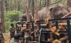 ദൗത്യം വിജയം; ധോണി മേഖലയെ വിറപ്പിച്ച പിടി സെവന്‍ കൂട്ടില്‍