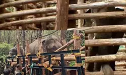 പിടി സെവന്‍ ഇനി ധോണി; പുതിയ പേരിട്ട് വനം മന്ത്രി എ കെ ശശീന്ദ്രന്‍