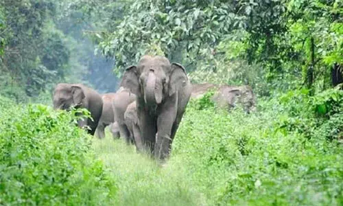 ഇടുക്കിയിലെ പ്രശ്‌നക്കാരായ കാട്ടാനകളെ കണ്ടെത്താന്‍ ദ്രുതകര്‍മ സേന; ഇന്ന് ഡ്രോണ്‍ നിരീക്ഷണം നടക്കും