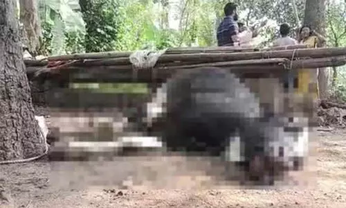 പയ്യന്നൂരില് ഭക്ഷ്യവിഷബാധയേറ്റ് പശു ചത്തു; നാല് പശുക്കളുടെ നില ഗുരുതരം പയ്യന്നൂരില് ഭക്ഷ്യവിഷബാധയേറ്റ് പശു ചത്തു; നാല് പശുക്കളുടെ നില ഗുരുതരം
