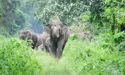 ഇടുക്കിയിലെ പ്രശ്‌നക്കാരായ കാട്ടാനകളെ കണ്ടെത്താന്‍ ദ്രുതകര്‍മ സേന; ഇന്ന് ഡ്രോണ്‍ നിരീക്ഷണം നടക്കും