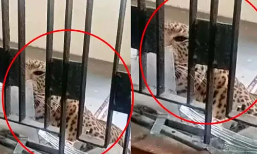 ഗാസിയാബാദിലെ കോടതിക്കുള്ളില് പുലിയുടെ ആക്രമണം; നിരവധി പേര്ക്ക് പരിക്ക് (വീഡിയോ) ഗാസിയാബാദിലെ കോടതിക്കുള്ളില് പുലിയുടെ ആക്രമണം; നിരവധി പേര്ക്ക് പരിക്ക് (വീഡിയോ)