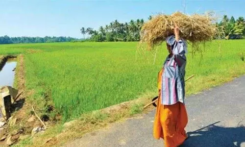 നെല്ലു സംഭരണം: കേരള ബാങ്കുമായി സപ്ലൈകോ കരാറായി; പണം വിതരണം വെള്ളിയാഴ്ച മുതല്‍