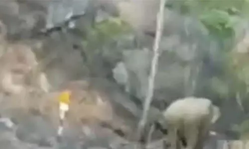അട്ടപ്പാടിയില് വീണ്ടും കാട്ടാനയിറങ്ങി അട്ടപ്പാടിയില് വീണ്ടും കാട്ടാനയിറങ്ങി