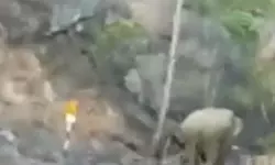 അട്ടപ്പാടിയില്‍ വീണ്ടും കാട്ടാനയിറങ്ങി