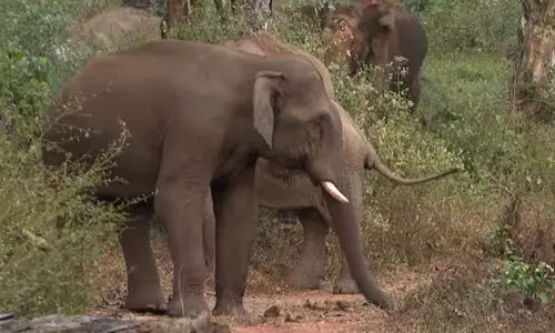 ചിന്നക്കനാലില് വീണ്ടും വീട് തകര്ത്ത് അരിക്കൊമ്പന് ചിന്നക്കനാലില് വീണ്ടും വീട് തകര്ത്ത് അരിക്കൊമ്പന്