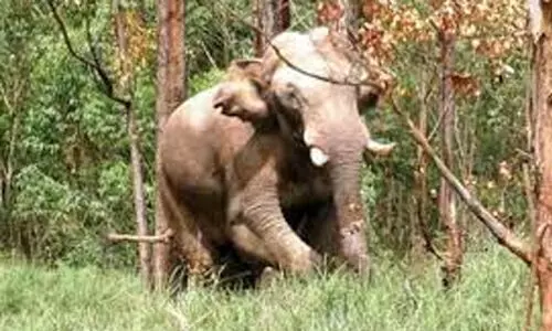 അരിക്കൊമ്പനെ മയക്കുവെടിവയ്ക്കാന് അനുമതി അരിക്കൊമ്പനെ മയക്കുവെടിവയ്ക്കാന് അനുമതി