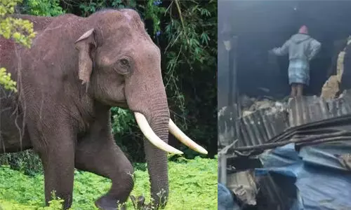 ഇടുക്കിയില് വീണ്ടും കാട്ടാന ആക്രമണം; അരിക്കൊമ്പന് രണ്ട് വീടുകള് തകര്ത്തു ഇടുക്കിയില് വീണ്ടും കാട്ടാന ആക്രമണം; അരിക്കൊമ്പന് രണ്ട് വീടുകള് തകര്ത്തു