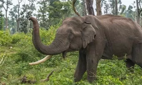 ഇടുക്കിയില് ചക്കക്കൊമ്പന് ജീപ്പ് ആക്രമിച്ചു ഇടുക്കിയില് ചക്കക്കൊമ്പന് ജീപ്പ് ആക്രമിച്ചു