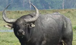 കാട്ടുപോത്തിന്റെ ആക്രമണത്തില് ആദിവാസി യുവാവ് മരിച്ചു കാട്ടുപോത്തിന്റെ ആക്രമണത്തില് ആദിവാസി യുവാവ് മരിച്ചു