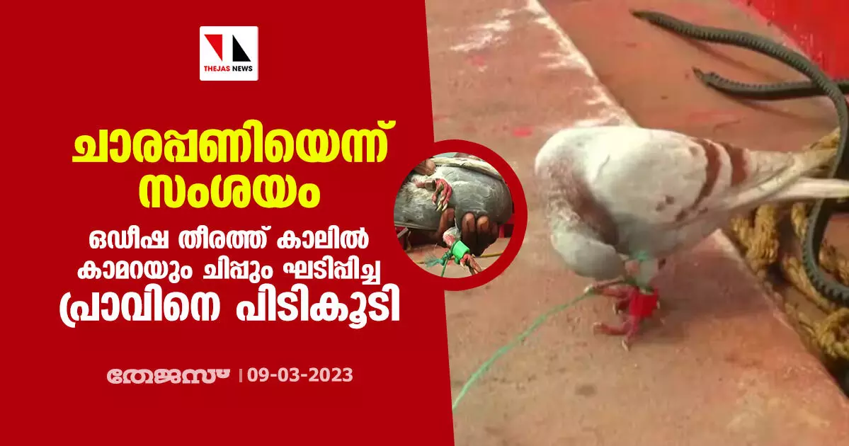 ചാരപ്പണിയെന്ന് സംശയം; ഒഡീഷ തീരത്ത് കാലില് കാമറയും ചിപ്പും ഘടിപ്പിച്ച പ്രാവിനെ പിടികൂടി ചാരപ്പണിയെന്ന് സംശയം; ഒഡീഷ തീരത്ത് കാലില് കാമറയും ചിപ്പും ഘടിപ്പിച്ച പ്രാവിനെ പിടികൂടി