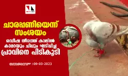 ചാരപ്പണിയെന്ന് സംശയം; ഒഡീഷ തീരത്ത് കാലില്‍ കാമറയും ചിപ്പും ഘടിപ്പിച്ച പ്രാവിനെ പിടികൂടി