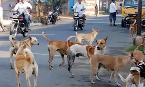 ഡല്ഹിയില് സഹോദരന്മാരെ തെരുവ് നായ്ക്കള് കടിച്ചുകൊന്നു ഡല്ഹിയില് സഹോദരന്മാരെ തെരുവ് നായ്ക്കള് കടിച്ചുകൊന്നു