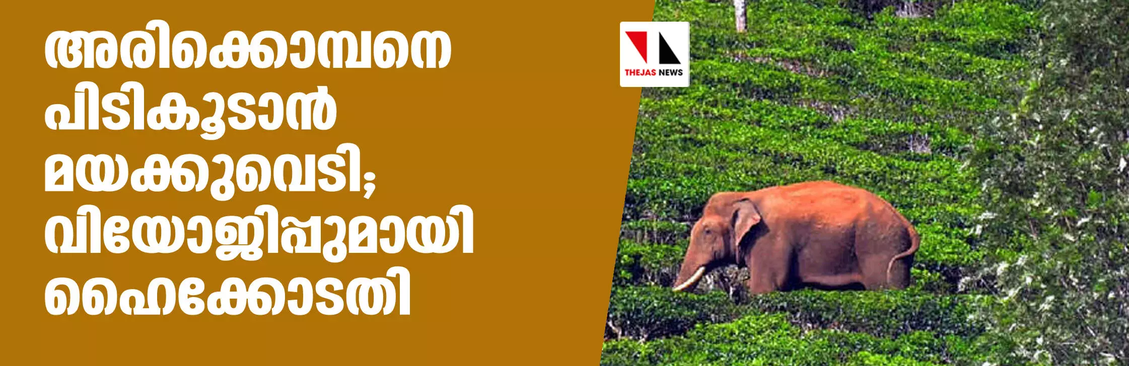 അരിക്കൊമ്പനെ പിടികൂടാന്‍ മയക്കുവെടി; വിയോജിപ്പുമായി ഹൈക്കോടതി