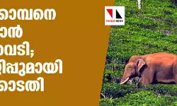 അരിക്കൊമ്പനെ പിടികൂടാന്‍ മയക്കുവെടി; വിയോജിപ്പുമായി ഹൈക്കോടതി
