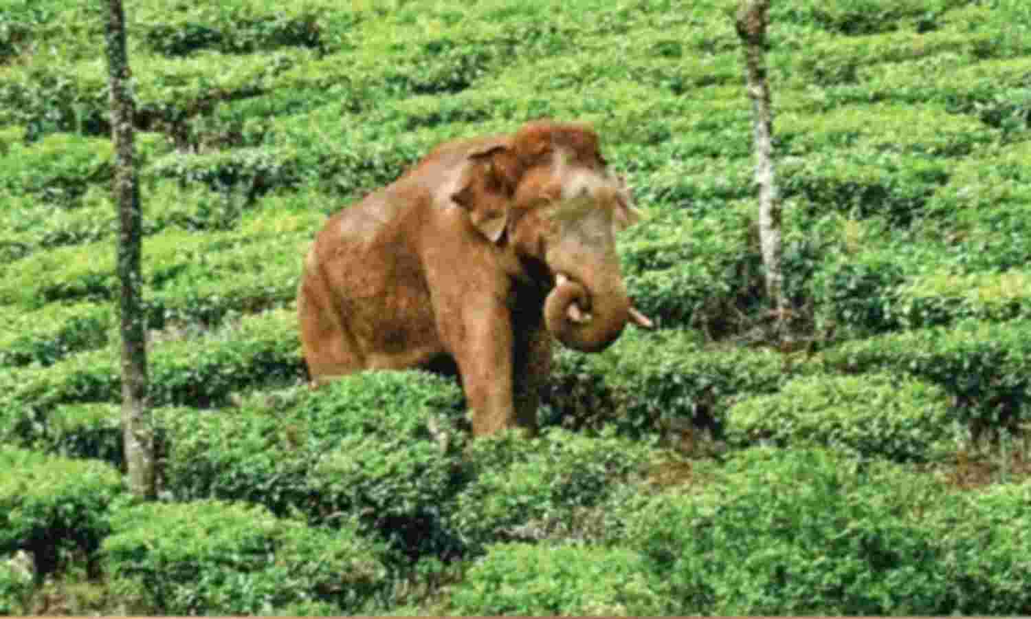 അരിക്കൊമ്പന്: മുതലമട പഞ്ചായത്തില് ചൊവ്വാഴ്ച ഹര്ത്താല് അരിക്കൊമ്പന്: മുതലമട പഞ്ചായത്തില് ചൊവ്വാഴ്ച ഹര്ത്താല്