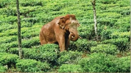 മിഷന്‍ അരിക്കൊമ്പന്‍ വിജയകരം; പെരിയാറിലേക്ക് മാറ്റും, കുമളിയില്‍ നിരോധനാജ്ഞ