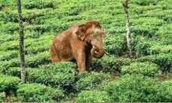 അരിക്കൊമ്പന്‍: മുതലമട പഞ്ചായത്തില്‍ ചൊവ്വാഴ്ച ഹര്‍ത്താല്‍