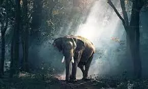 കണ്ണൂരില് കാട്ടാനയുടെ ആക്രമണത്തില് 21കാരന് മരിച്ചു കണ്ണൂരില് കാട്ടാനയുടെ ആക്രമണത്തില് 21കാരന് മരിച്ചു