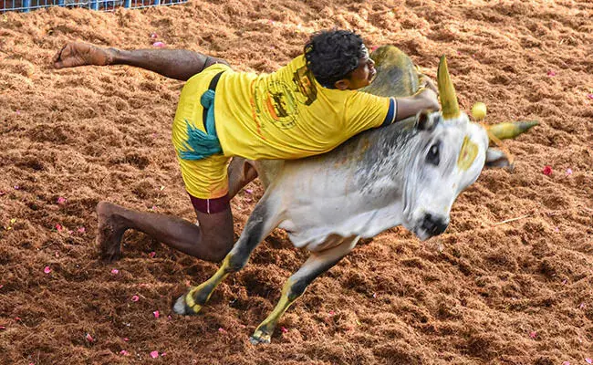 ജെല്ലിക്കെട്ട് നിയമവിധേയം; ഇടപെടാനാവില്ലെന്ന് സുപ്രിംകോടതി ജെല്ലിക്കെട്ട് നിയമവിധേയം; ഇടപെടാനാവില്ലെന്ന് സുപ്രിംകോടതി