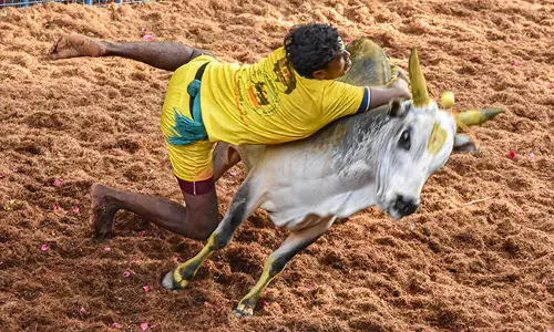 ജെല്ലിക്കെട്ട് നിയമവിധേയം; ഇടപെടാനാവില്ലെന്ന് സുപ്രിംകോടതി