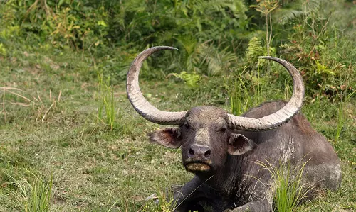കോട്ടയത്ത് കാട്ടുപോത്തിന്റെ ആക്രമണത്തില് വയോധികന് മരിച്ചു കോട്ടയത്ത് കാട്ടുപോത്തിന്റെ ആക്രമണത്തില് വയോധികന് മരിച്ചു