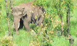 അരിക്കൊമ്പന് പെരിയാര് കടുവാ സങ്കേതത്തിലെ മുല്ലക്കൊടിയില് തിരിച്ചെത്തി അരിക്കൊമ്പന് പെരിയാര് കടുവാ സങ്കേതത്തിലെ മുല്ലക്കൊടിയില് തിരിച്ചെത്തി
