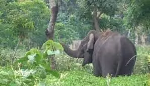 അരിക്കൊമ്പന്റെ പേരില് പണം പിരിച്ചിട്ടില്ല; അപകീര്ത്തിപ്പെടുത്താന് ശ്രമമെന്ന് മീരാജാസ്മിന്റെ സഹോദരി സാറാ റോബിന് അരിക്കൊമ്പന്റെ പേരില് പണം പിരിച്ചിട്ടില്ല; അപകീര്ത്തിപ്പെടുത്താന് ശ്രമമെന്ന് മീരാജാസ്മിന്റെ സഹോദരി സാറാ റോബിന്