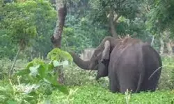 അരിക്കൊമ്പന്റെ പേരില്‍ പണം പിരിച്ചിട്ടില്ല; അപകീര്‍ത്തിപ്പെടുത്താന്‍ ശ്രമമെന്ന് മീരാജാസ്മിന്റെ സഹോദരി സാറാ റോബിന്‍