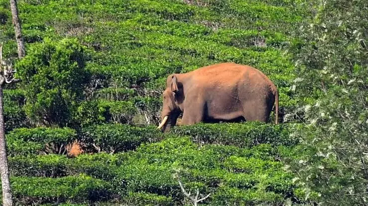 അരിക്കൊമ്പനെ ഇഷ്ടമുള്ളിടത്ത് പിടിച്ചിടുന്നത് വേദനാജനകം: ജസ്റ്റിസ് ദേവന്‍ രാമചന്ദ്രന്‍